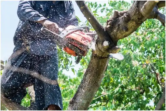 tree services Lake Forest Park